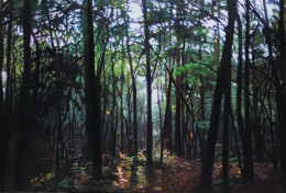Frank Bauer - Wald Im Gegenlicht 2